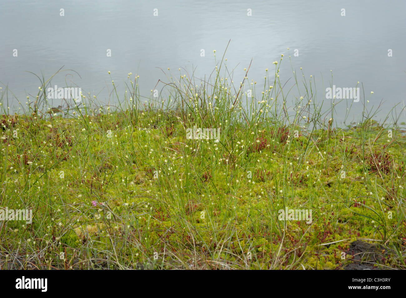 Becco bianco-carici, rhynchospora alba Foto Stock