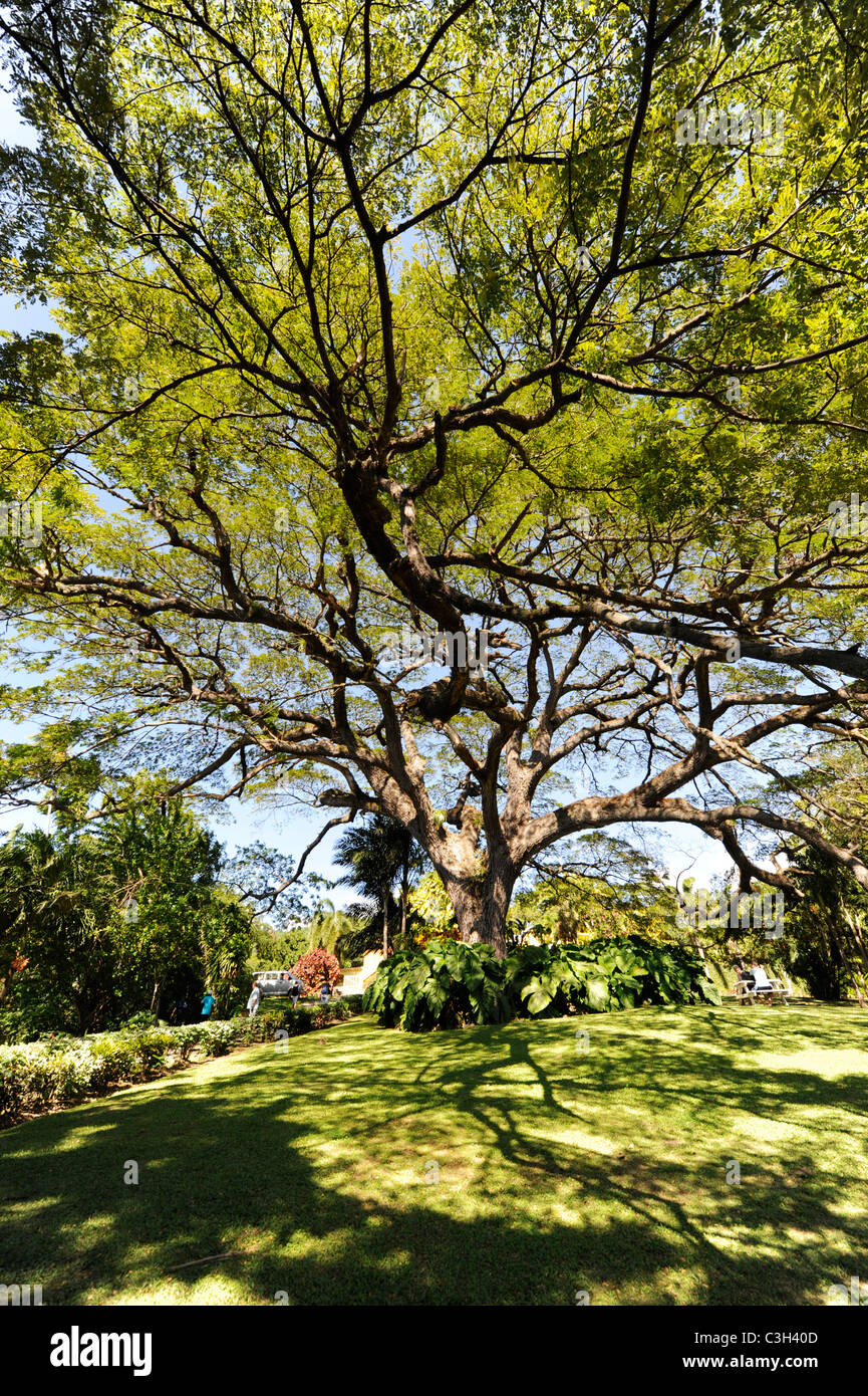 Romney Manor Giardini Botanici Basseterre St Kitts isola dei Caraibi crociera NCL Foto Stock