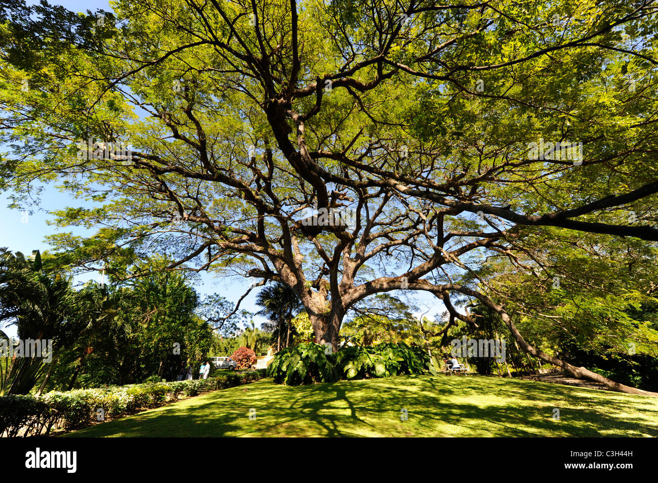 Romney Manor Giardini Botanici Basseterre St Kitts isola dei Caraibi crociera NCL Foto Stock