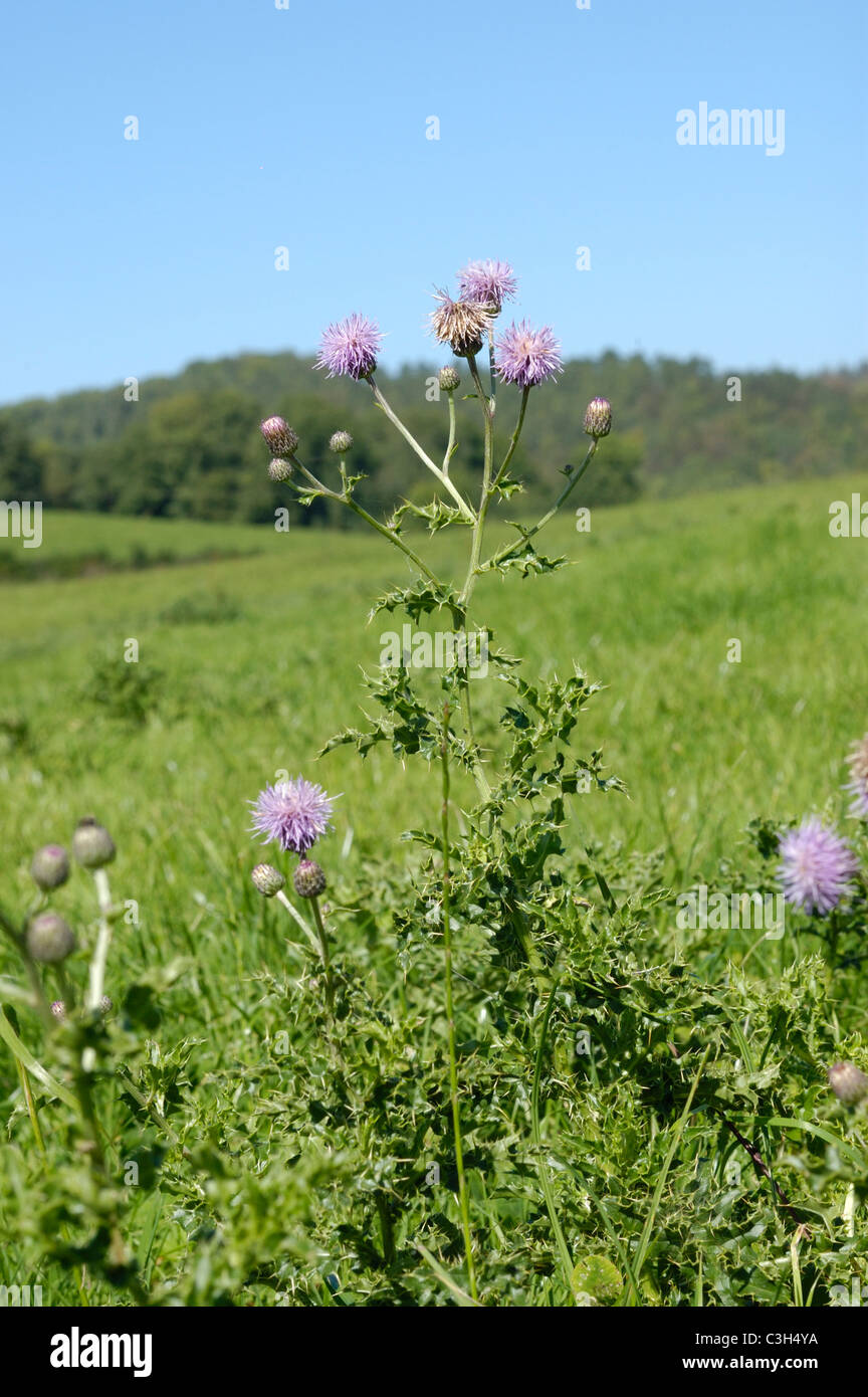 Creeping Thistle, Cirsium arvense Foto Stock
