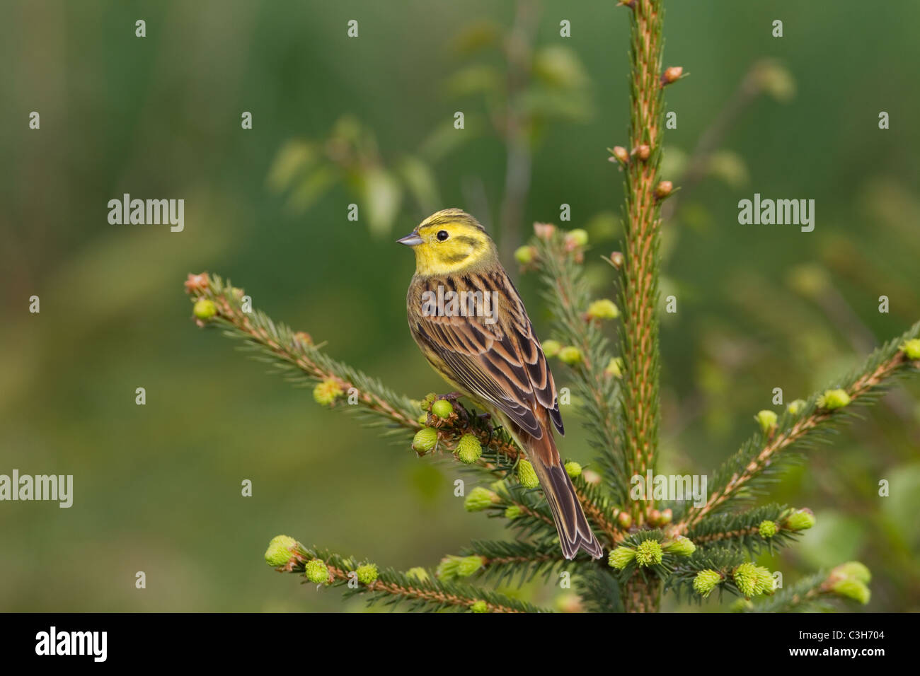 Zigolo giallo Emberiza citinella appollaiato sulla molla di conifere mattina Foto Stock