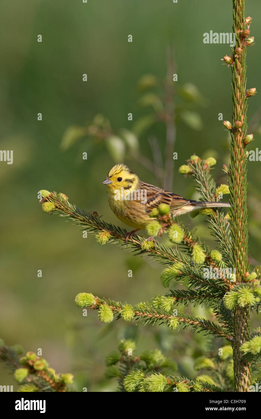 Zigolo giallo Emberiza citinella appollaiato sulla molla di conifere mattina Foto Stock