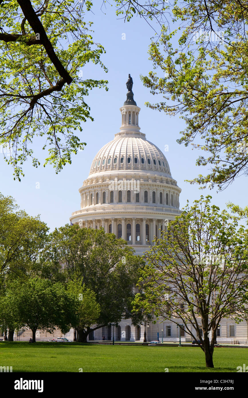 Stati Uniti capitale cupola circondato da rami di alberi nella primavera di quest'anno. Foto Stock