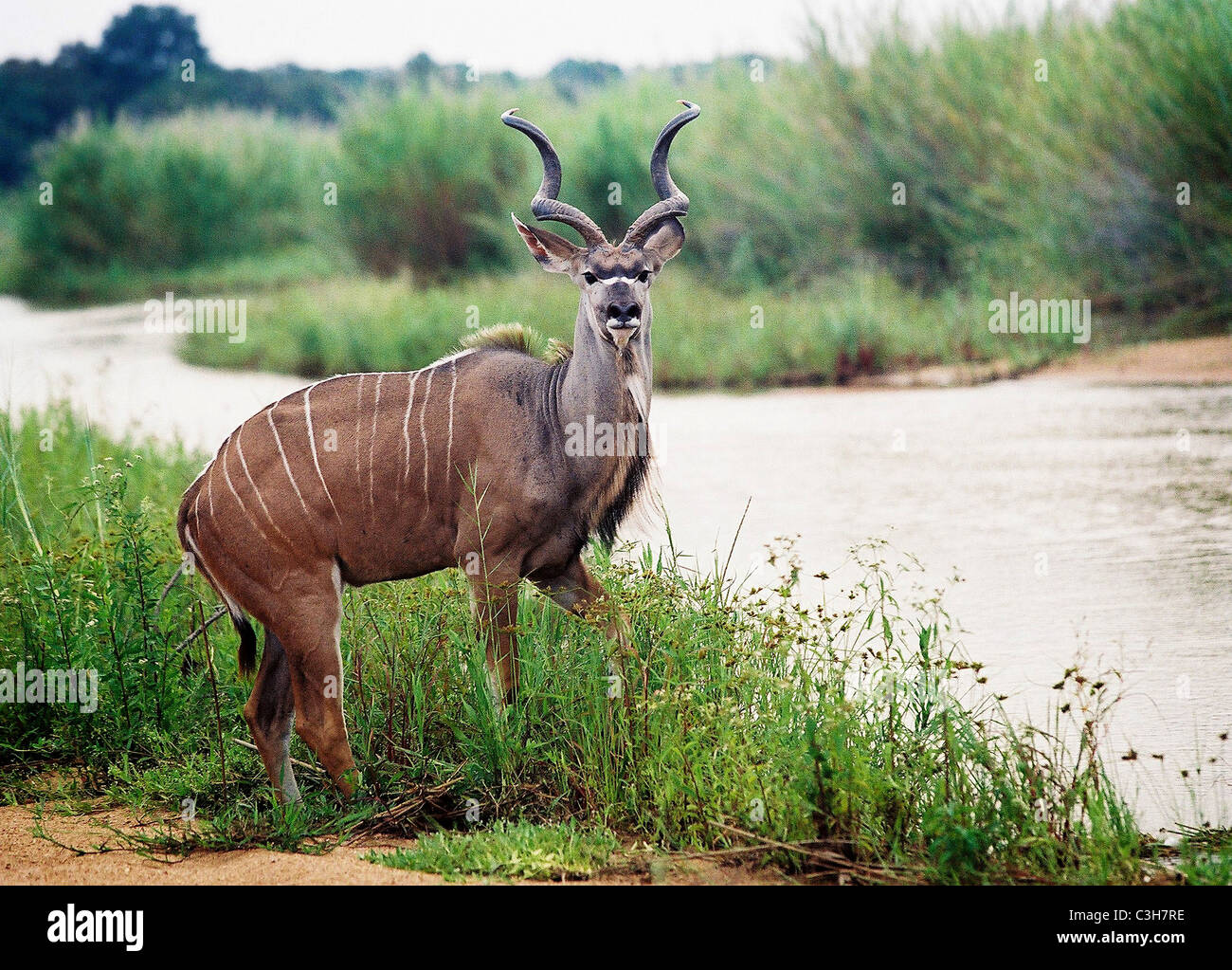 Kudu maggiore (Tragelaphus strepsiceros) Mala mala Kruger Sud Africa Foto Stock