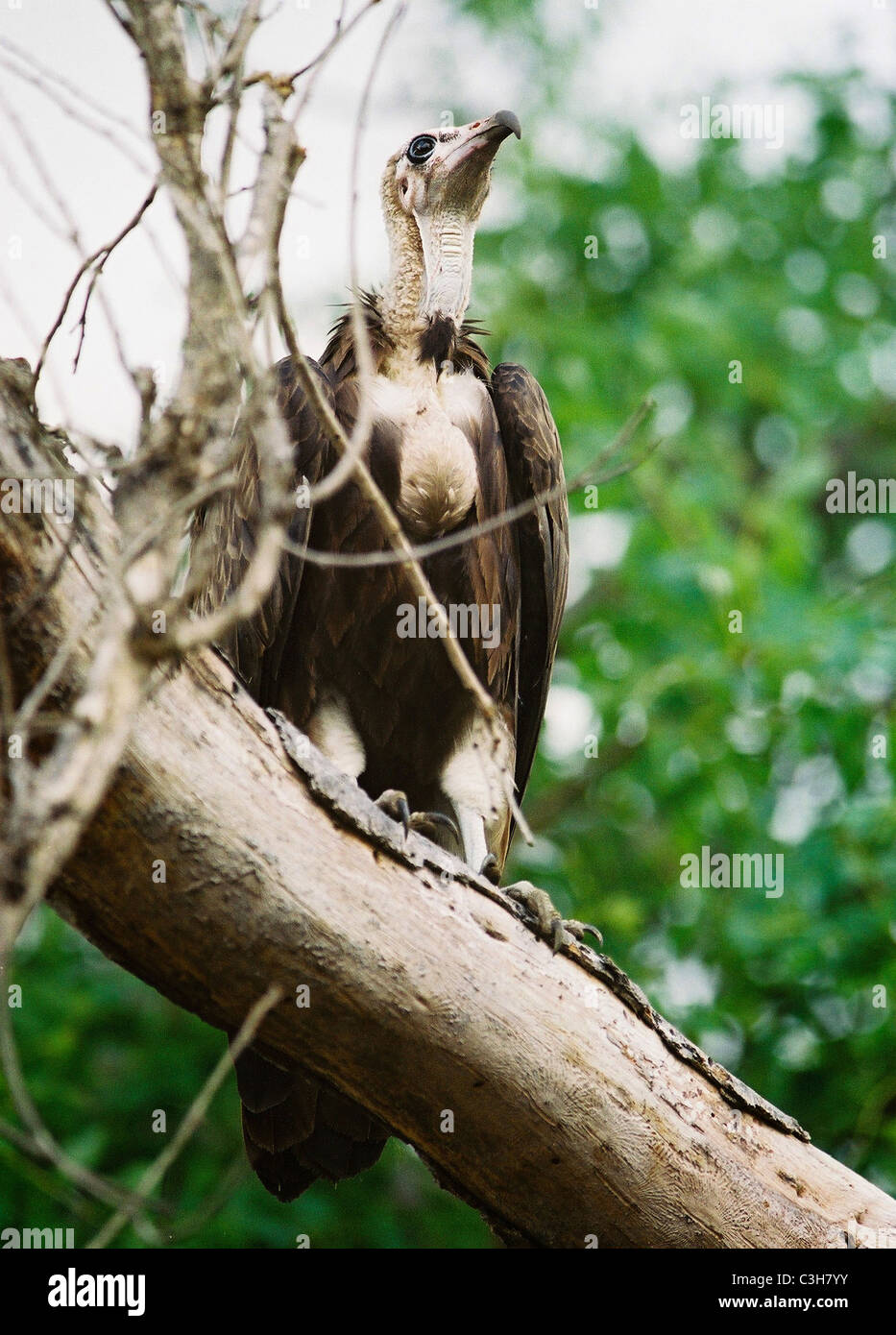 African White-backed Vulture. Gyps africanus Mala mala Kruger Sud Africa Foto Stock