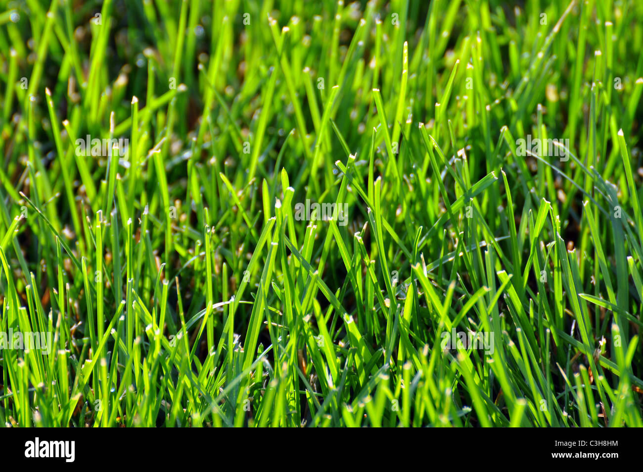 Campo di fresco verde erba con sole di mattina casted su Foto Stock
