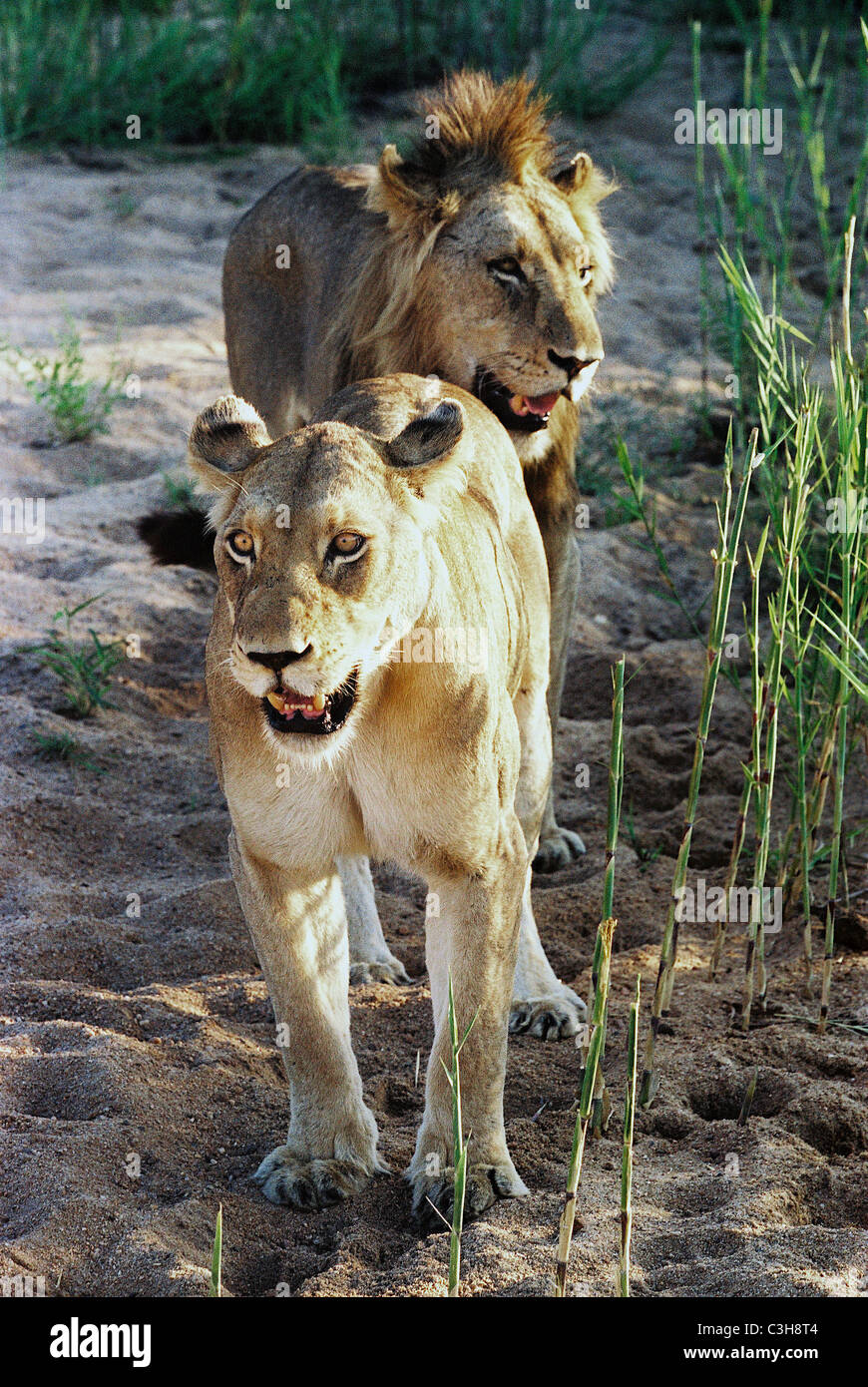 Lion femmina con maschio posteriore lion Panthera leo Mala Mala Kruger National Park in Sud Africa Foto Stock