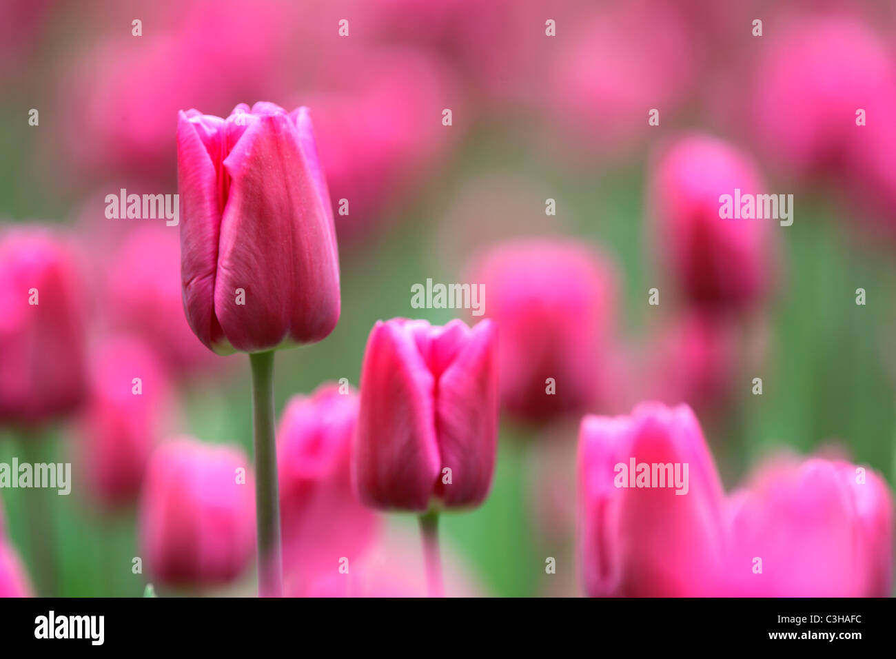 Tulpen, Tulipa-Hybriden, Feld, Tulipa, tulipani, campo Insel Mainau, Isola, Deutschland, Germania Foto Stock