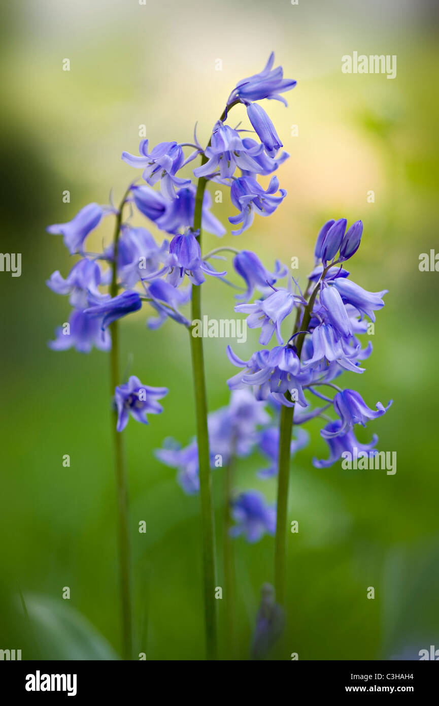 Inglese - Bluebells Hyacinthoides non scripta Foto Stock
