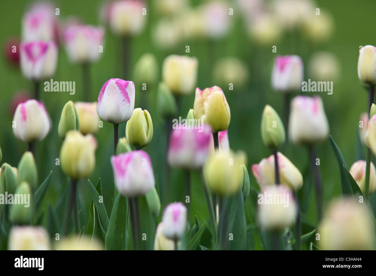 Tulpen, Tulipa-Hybriden, Feld, Tulipa, tulipani, campo Insel Mainau, Isola, Deutschland, Germania Foto Stock
