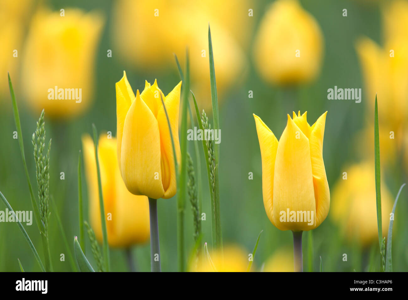 Tulpen, Tulipa-Hybriden, Feld, Tulipa, tulipani, campo Insel Mainau, Isola, Deutschland, Germania Foto Stock