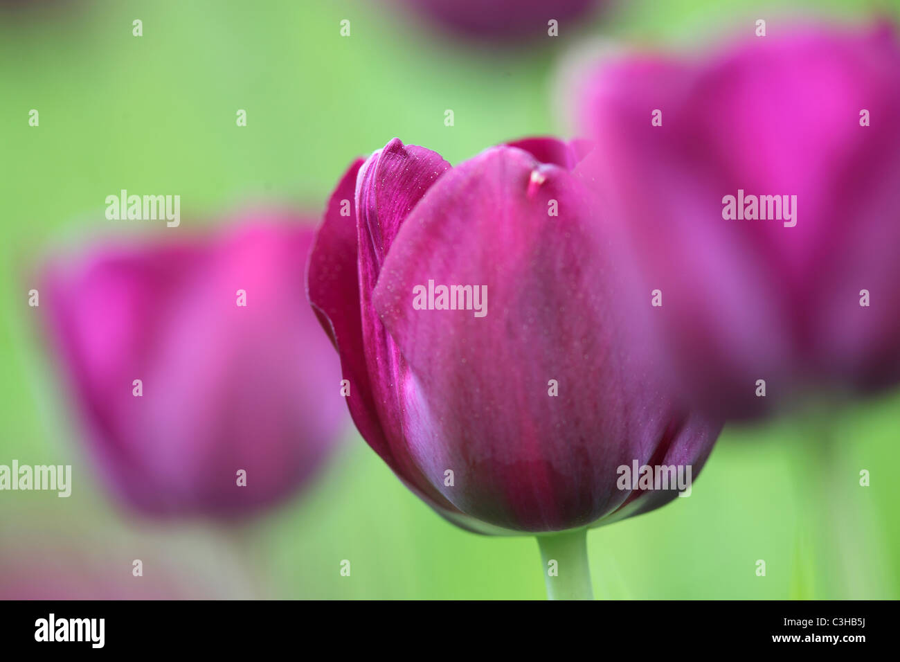 Tulpen, Tulipa-Hybriden, Feld, Tulipa, tulipani, campo Insel Mainau, Isola, Deutschland, Germania Foto Stock