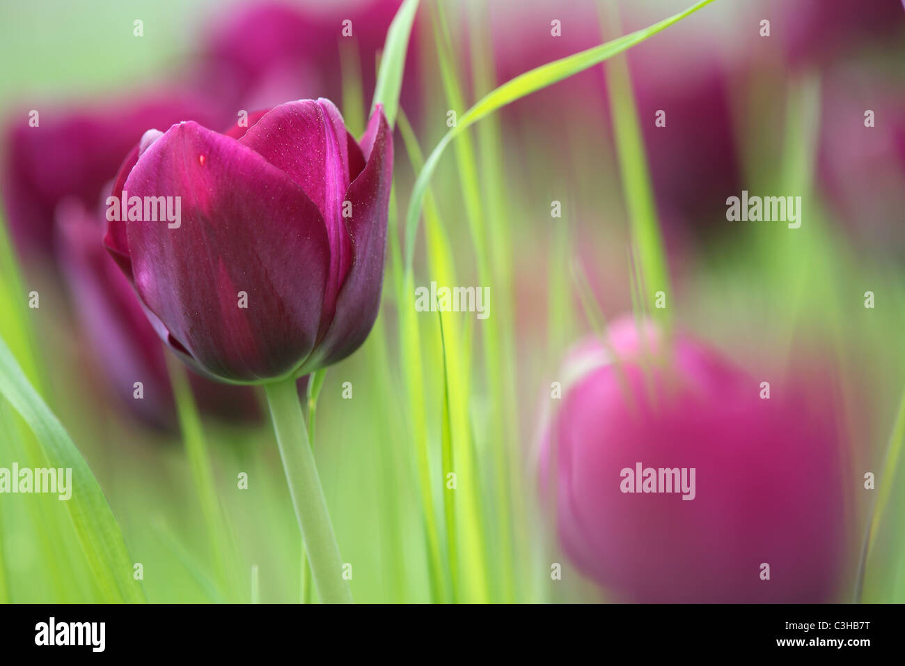 Tulpen, Tulipa-Hybriden, Feld, Tulipa, tulipani, campo Insel Mainau, Isola, Deutschland, Germania Foto Stock