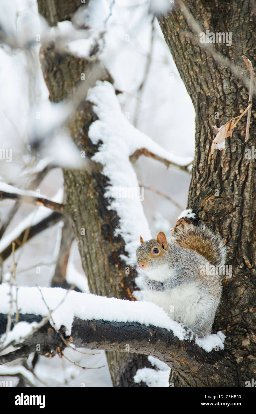 Lo scoiattolo seduto sul ramo in inverno Foto Stock