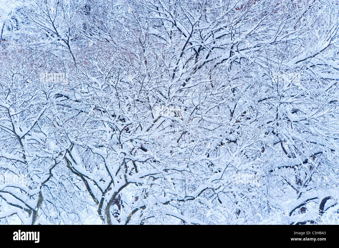 Alberi coperti di neve in inverno Foto Stock
