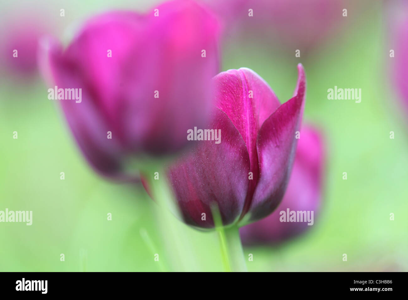 Tulpen, Tulipa-Hybriden, Feld, Tulipa, tulipani, campo Insel Mainau, Isola, Deutschland, Germania Foto Stock