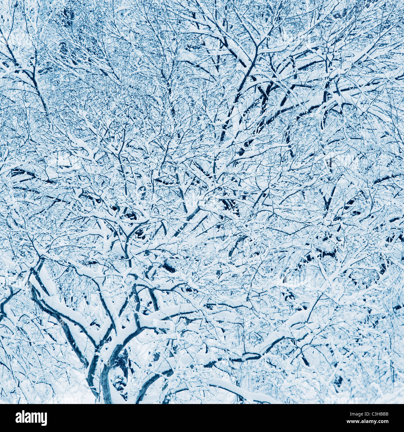 Alberi coperti di neve in inverno Foto Stock