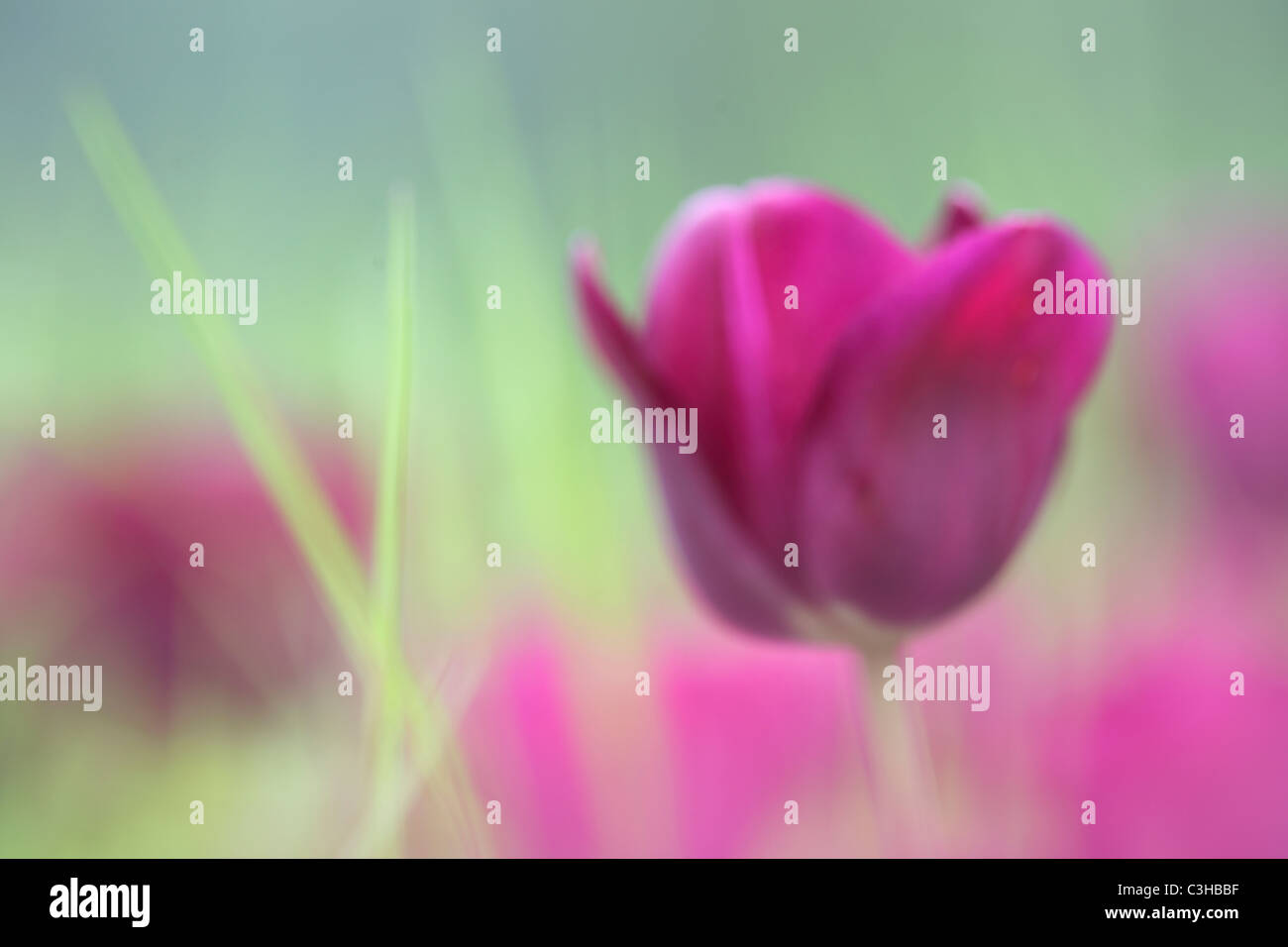 Tulpen, Tulipa-Hybriden, Feld, Tulipa, tulipani, campo Insel Mainau, Isola, Deutschland, Germania Foto Stock