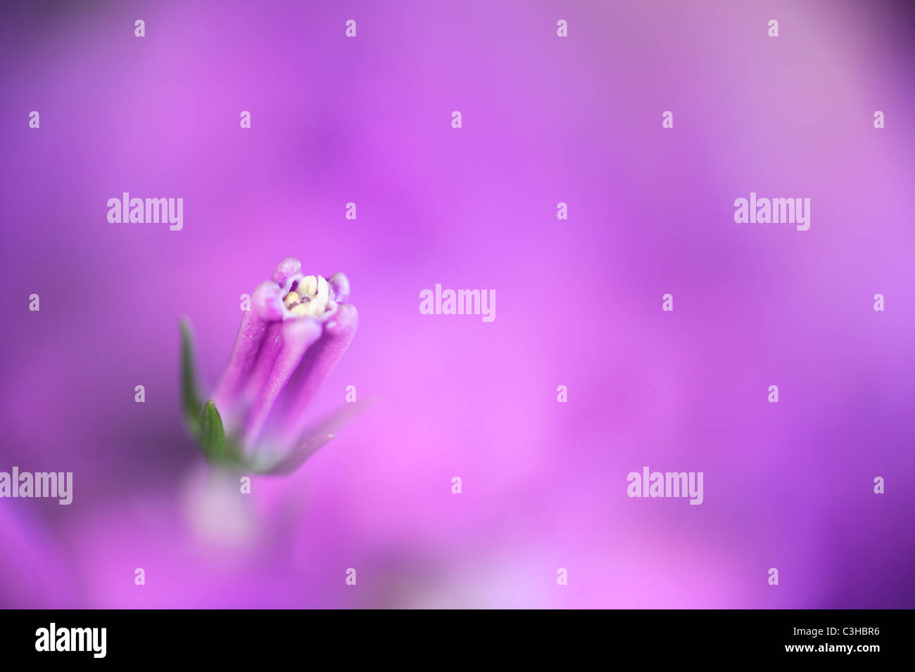 Rundblaettrige Glockenblume, Bluete, Silhouette, Campanula rotundifolia, campanula, Deutschland, Germania Foto Stock