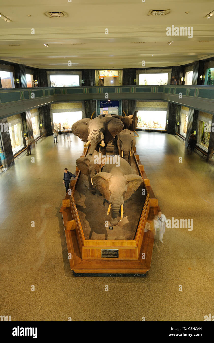 Diorami e visualizza a Akeley Hall di mammiferi africani nel Museo Americano di Storia Naturale situato in New York City. Foto Stock