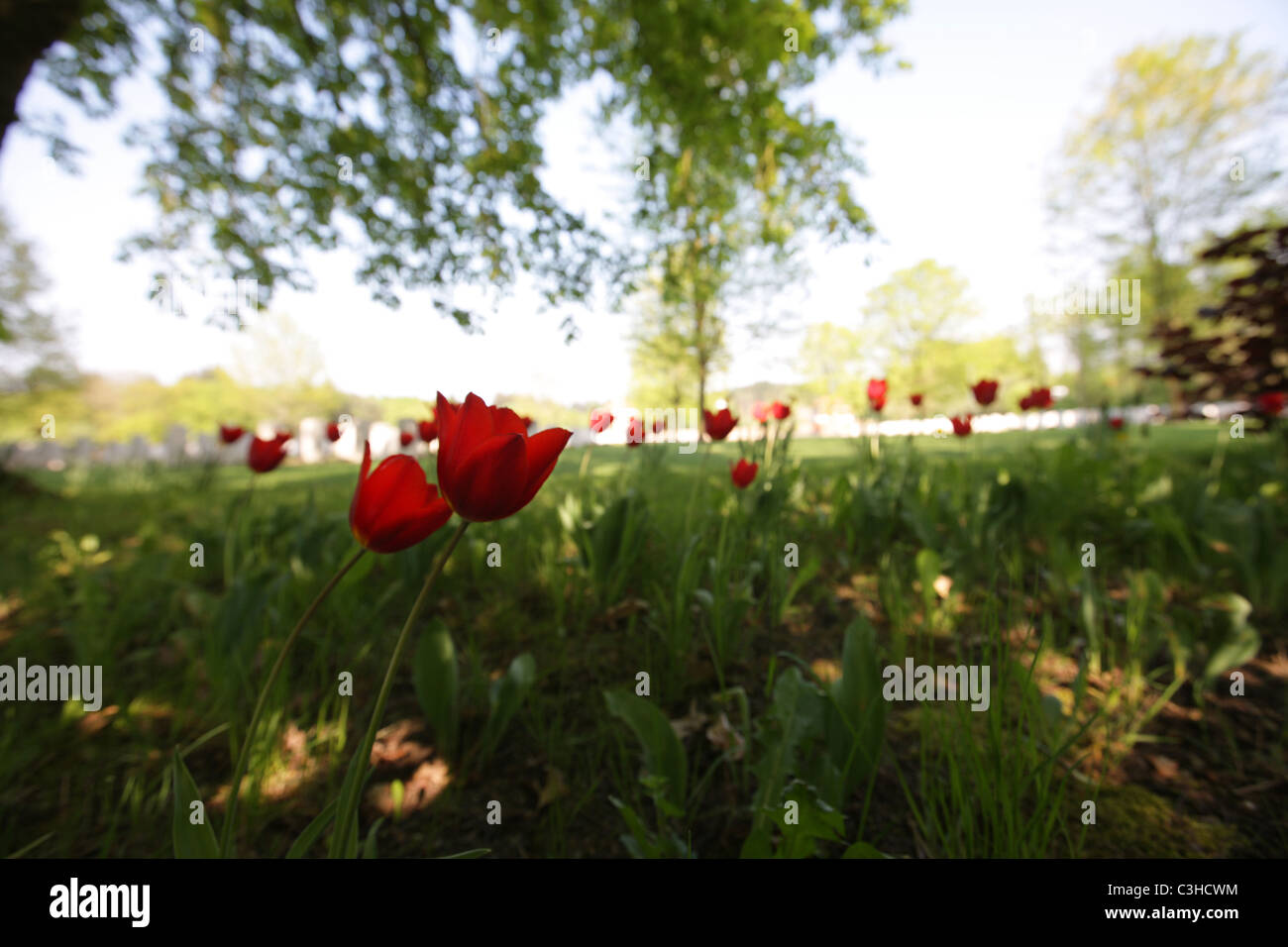 Commonwealth War Graves Commissione cimitero dei caduti durante la seconda guerra mondiale a Hotton, Belgio. Foto Stock