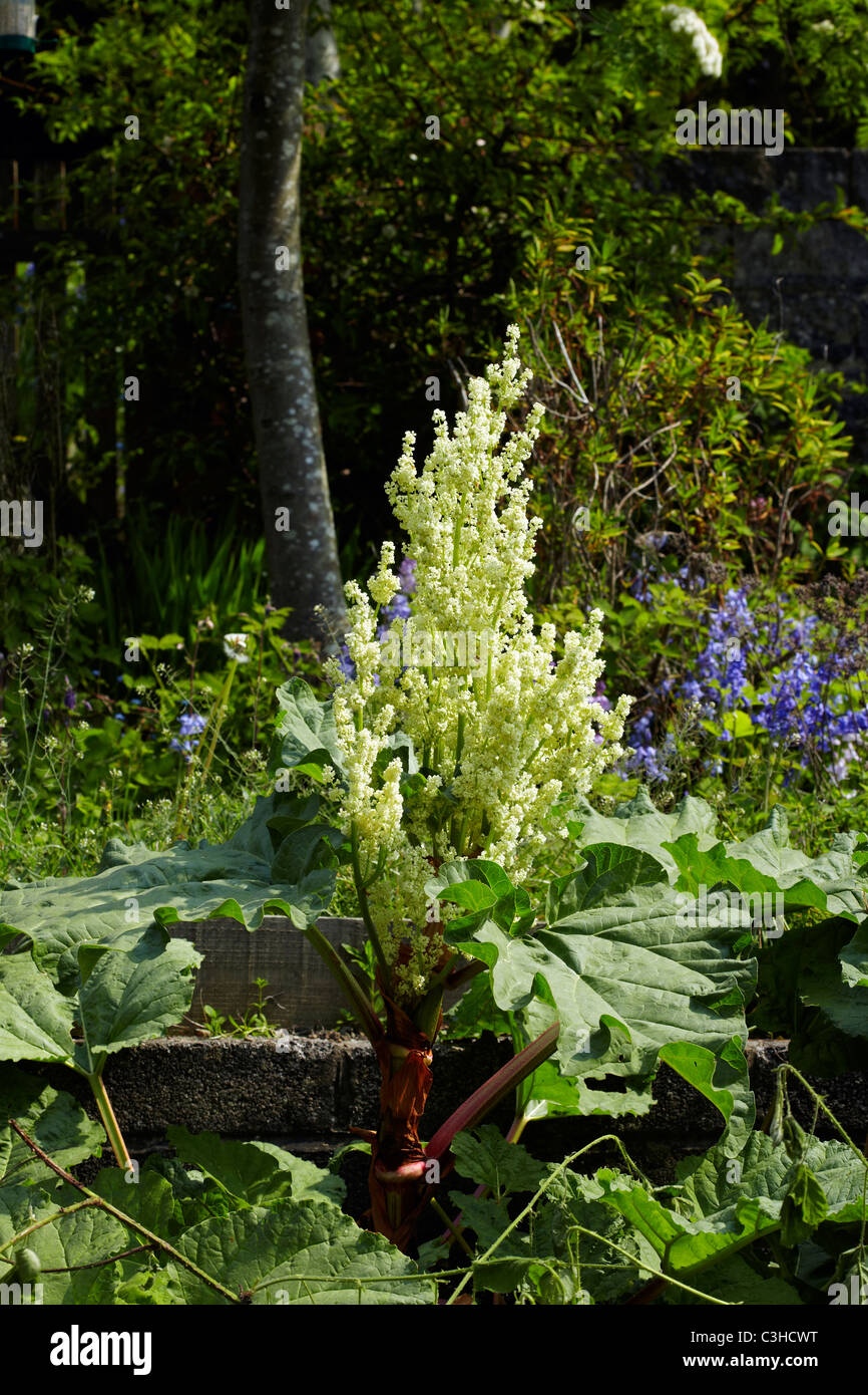 Fioritura di rabarbaro (Rheum rhabarbarum) in un giardino in Galles, Regno Unito Foto Stock