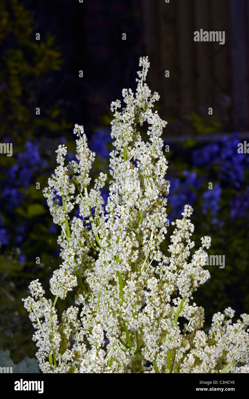 Fioritura di rabarbaro (Rheum rhabarbarum) in un giardino in Galles, Regno Unito Foto Stock