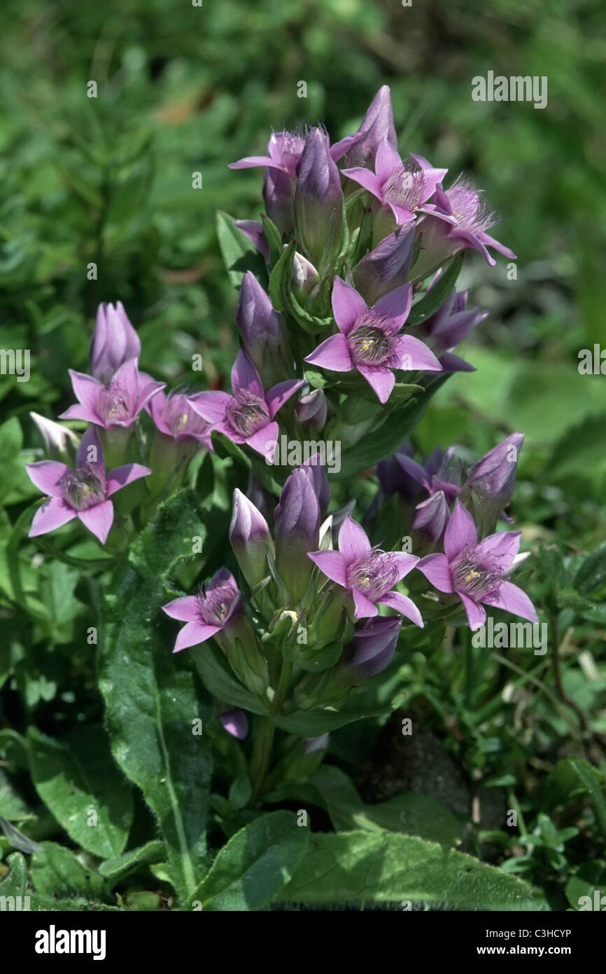 Deutscher Enzian, Gentianella germanica, Tedesco Genziana, Piora Alpenpark, Tessin, Schweiz, Svizzera Foto Stock