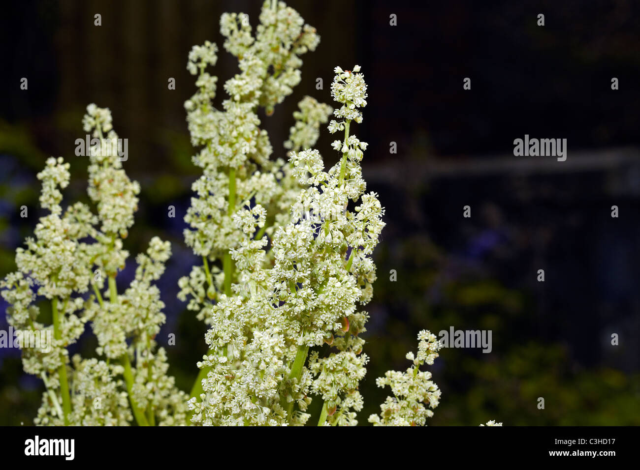Fioritura di rabarbaro (Rheum rhabarbarum) in un giardino in Galles, Regno Unito Foto Stock