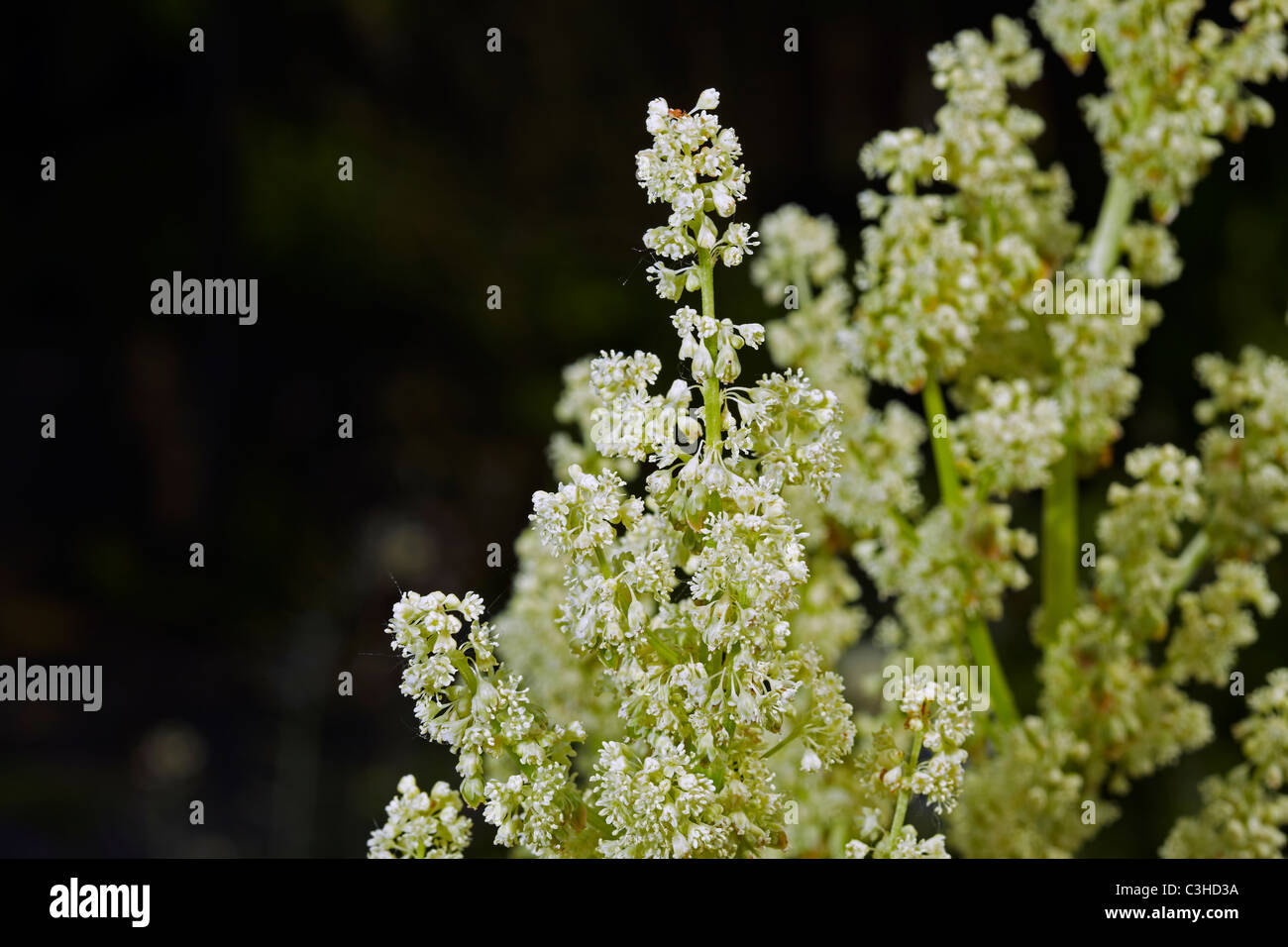 Fioritura di rabarbaro (Rheum rhabarbarum) in un giardino in Galles, Regno Unito Foto Stock