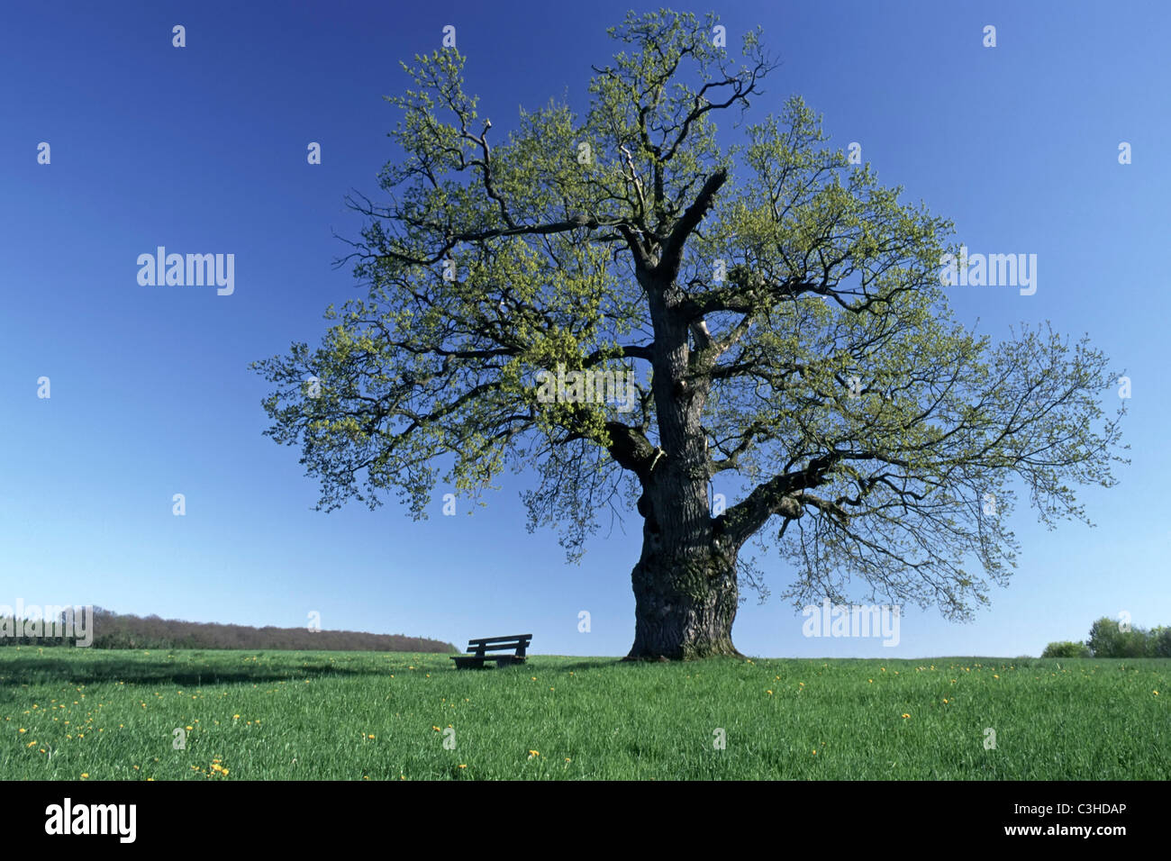 Stiel-Eiche, Deutsche Eiche, Quercus robur, farnia, Sitzbank, panca, Mittelfranken, Baviera, Baviera, Deutschland Foto Stock