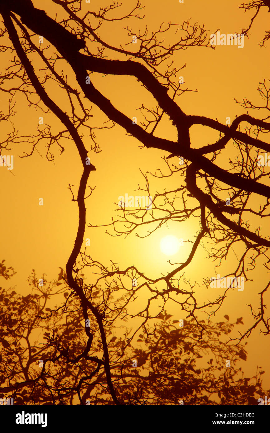 La mattina presto sun sagome a rami di alberi attraverso la nebbia di mattina Foto Stock