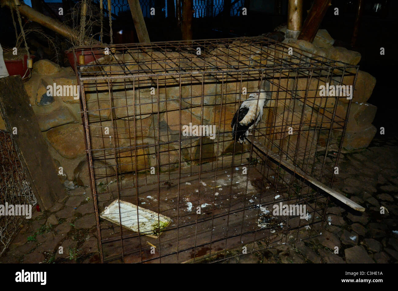 Captive Palm nut vulture in albergo, Bukavu, nell est della Repubblica Democratica del Congo nel gennaio 2011. Foto Stock