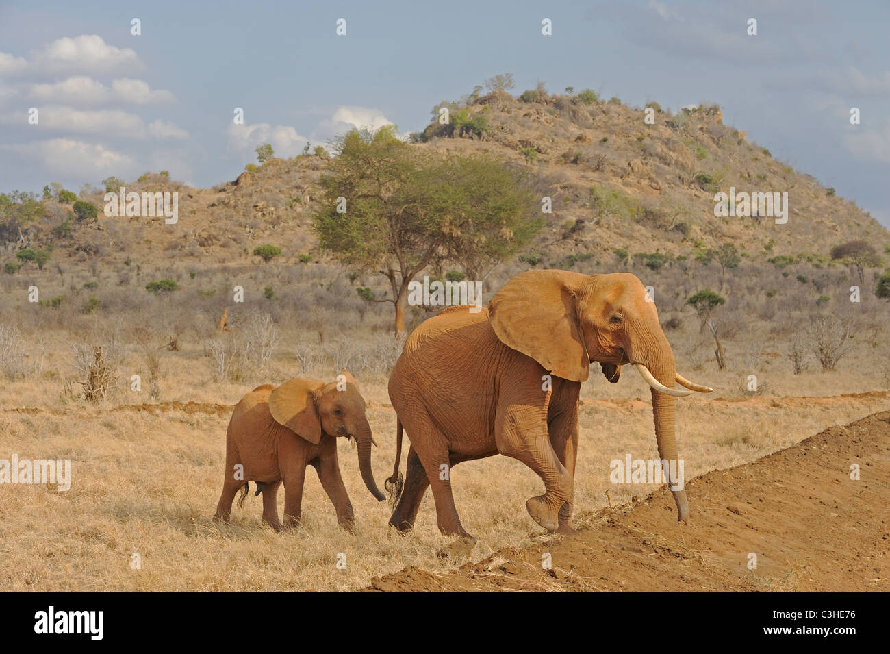 Gli elefanti africani in Tsavo (Est), il parco nazionale del Kenya Foto Stock