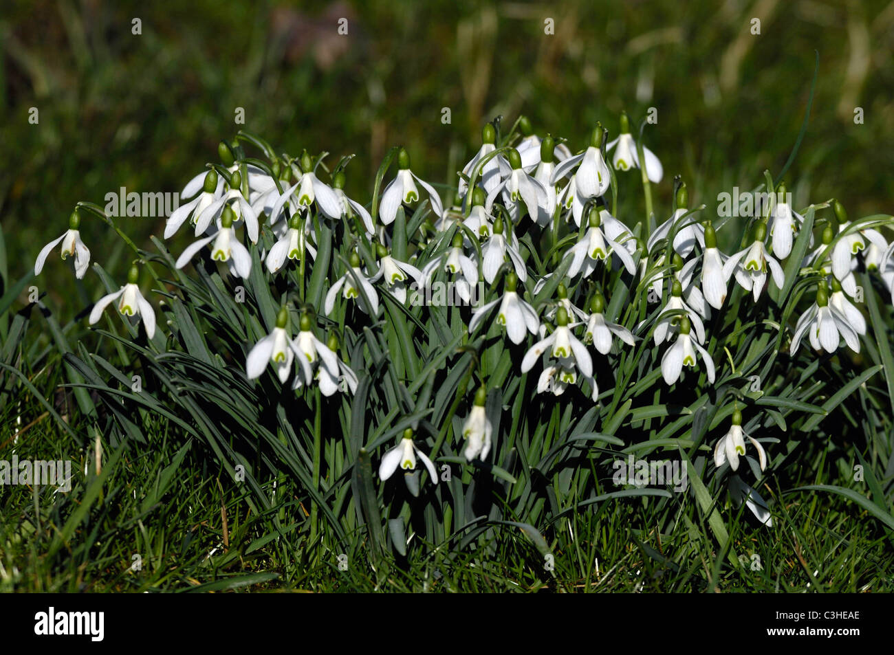 Schneegloeckchen, Galanthus nivalis, Snowdrop, Ostalbkreis, Deutschland, Germania Foto Stock