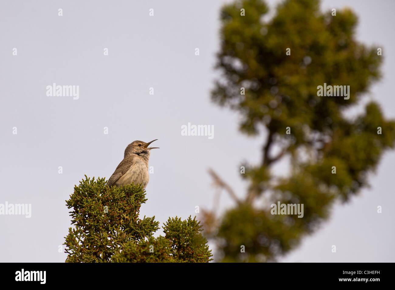 Casa Wren, Troglodytes aedon, a Wupatki National Monument in Arizona, Stati Uniti. Foto Stock