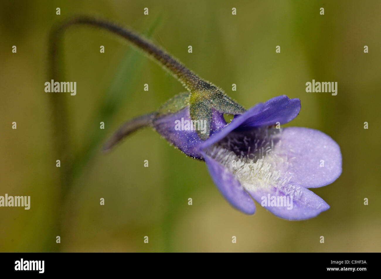 Gemeines Fettkraut, Pinguicula vulgaris, comune Butterwort, Ries, Baviera, Baviera, Deutschland, Germania Foto Stock