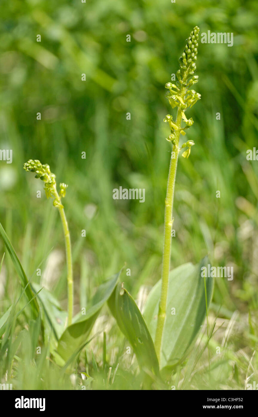 Grosses Zweiblatt, Listeria ovata, comune Twayblade, Ries, Baviera, Baviera, Deutschland, Germania Foto Stock