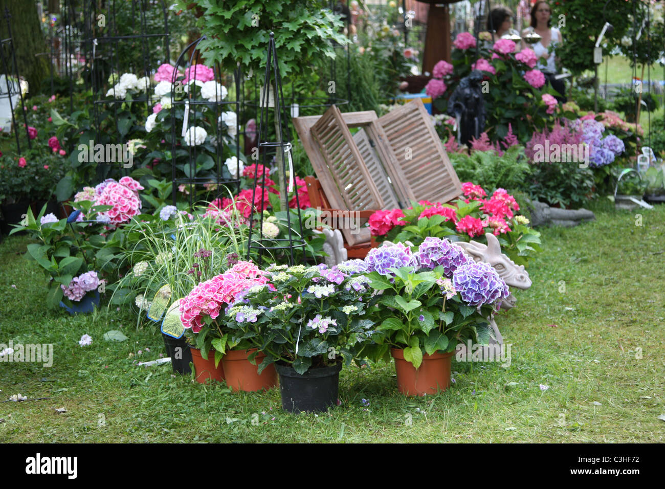 Hortensien, ortensie, Hortensia, Gaertnerei, Gartenutensilien, il giardino del mercato Foto Stock