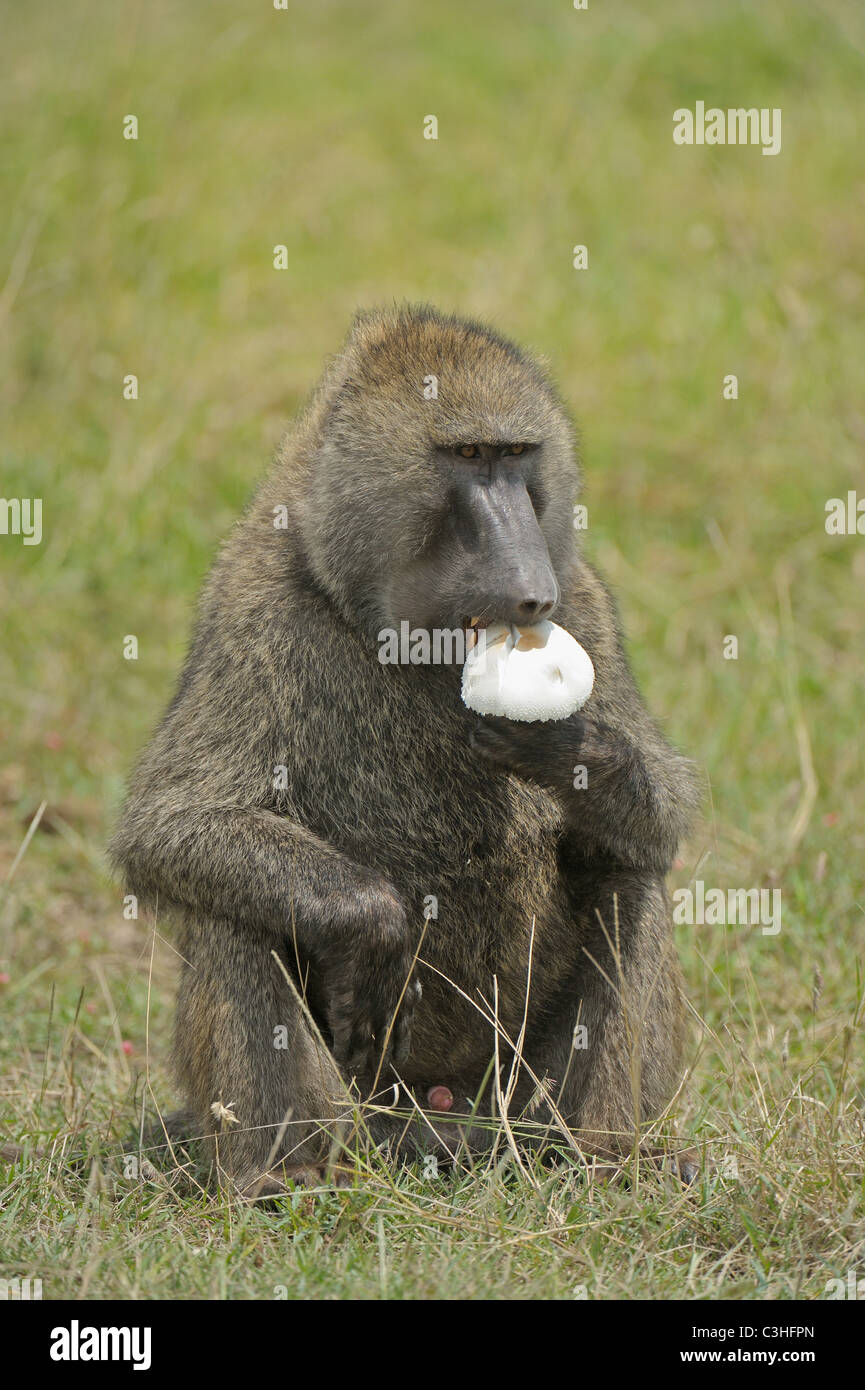 Oliva o Anubis babbuino (papio anubis) mangiare un fungo in Lake Nakuru national park Foto Stock