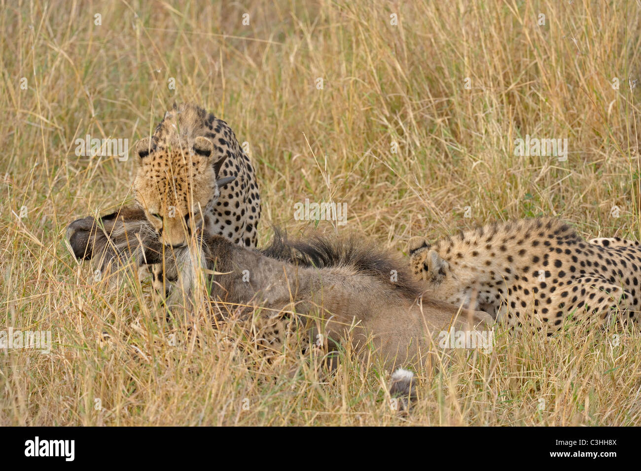 Due ghepardi uccidere un gnu nelle praterie del Masai Mara in Kenya, Africa Foto Stock