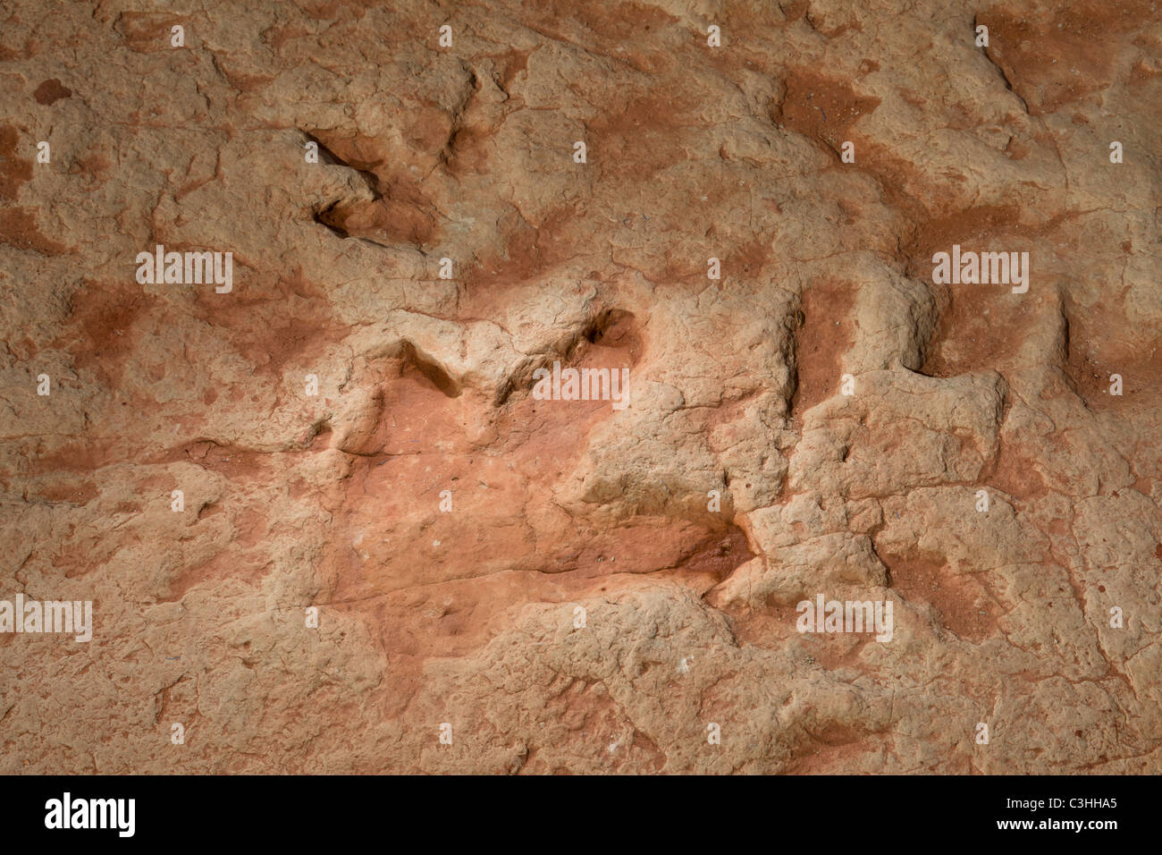 Early Jurassic Therapod tracce, carnivoro Dilophosaurus wetherilli a Moenkopi tracce di dinosauri vicino a Tuba City, Arizona, Stati Uniti. Foto Stock