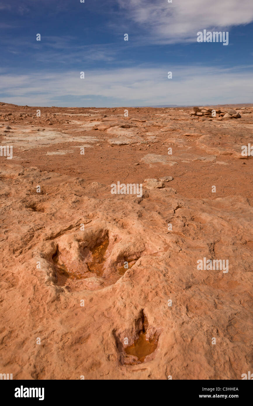 Coppia di primi Jurassic Therapod tracce, madre e giovani Dilophosaurus wetherilli, a Moenkopi tracce di dinosauri, Arizona, Stati Uniti. Foto Stock