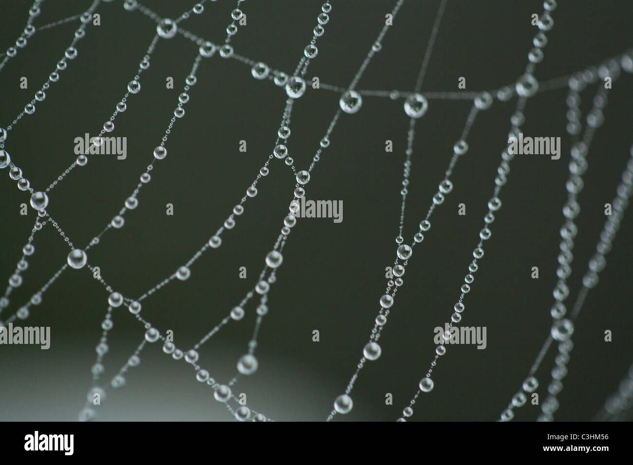 Extreme close-up di spider web di rugiada Foto Stock