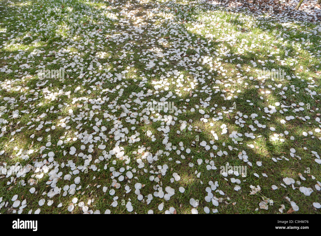 Fiore di Ciliegio, petali, sull'erba, a terra sotto gli alberi di ciliegio. Simbolo per la breve durata di bellezza. Pezzata ombra. Foto Stock