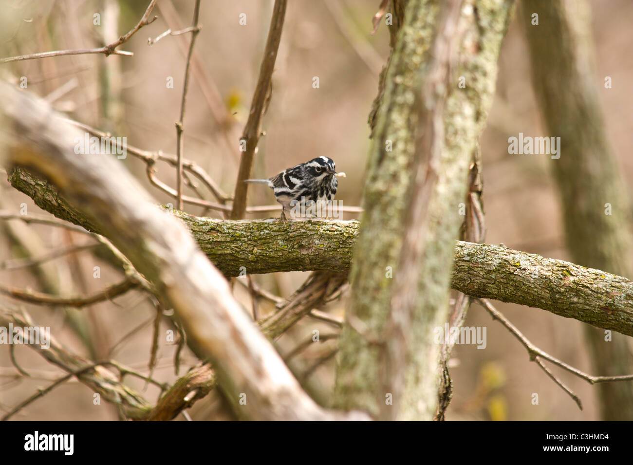 In bianco e nero in Magee Marsh durante la migrazione a molla Foto Stock