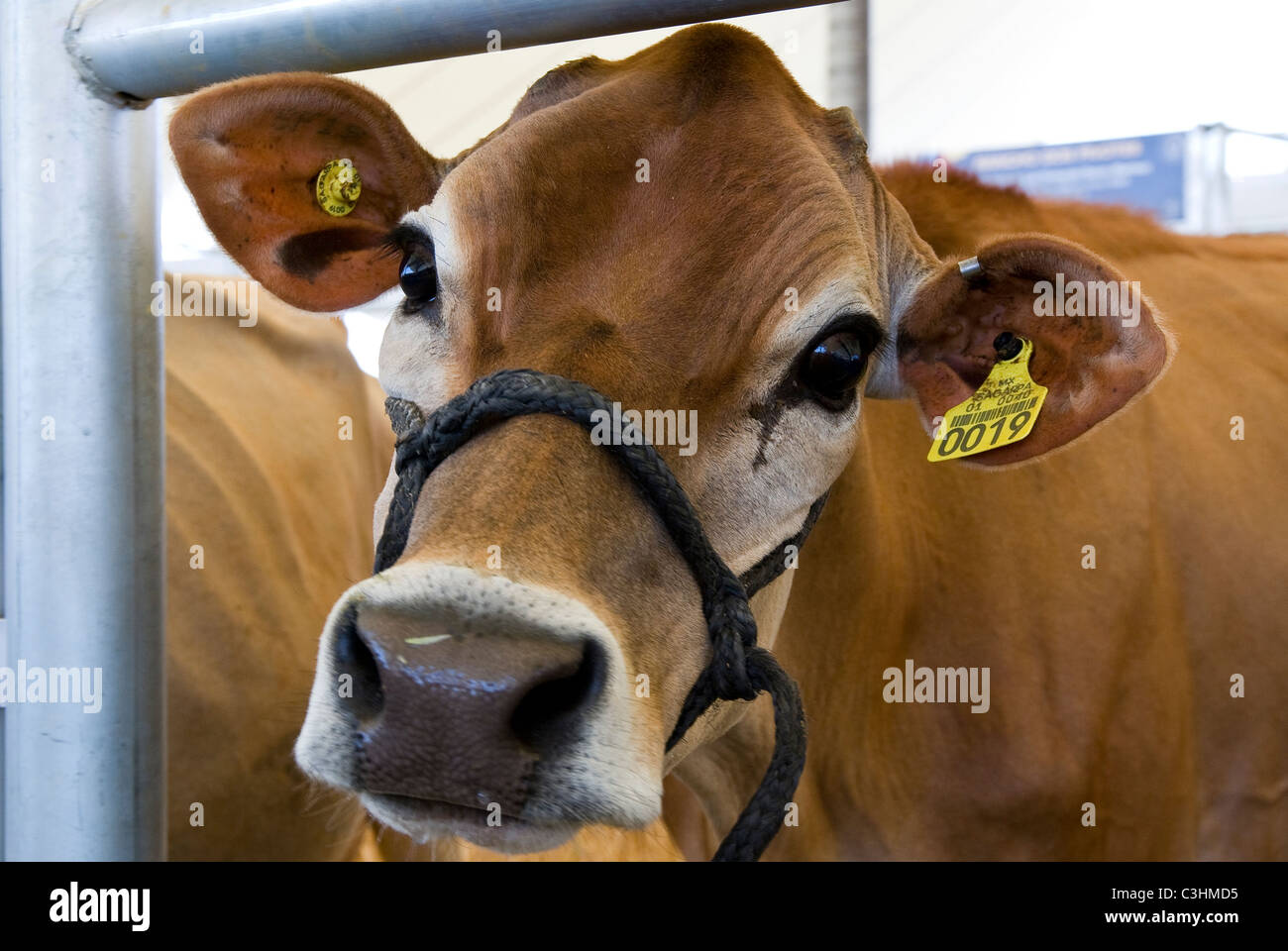 Messico.Aguascalientes.Vacche Bovini fiera. Foto Stock