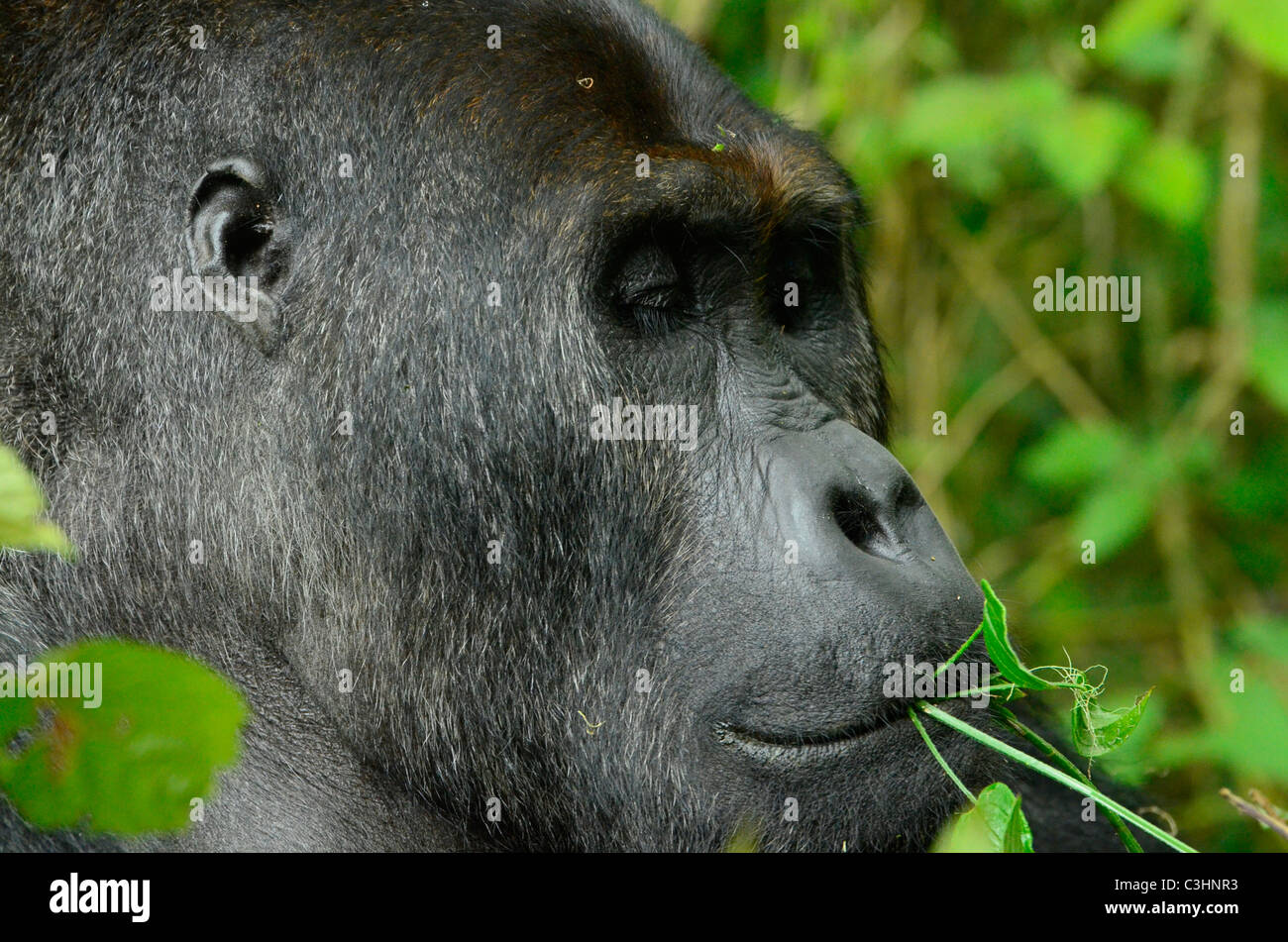 Circa 250 altamente minacciate pianura orientale gorilla sono lasciati sulla terra. Chimanuka e i suoi 36 membri della famiglia vivono in Kahuzi Biega Foto Stock