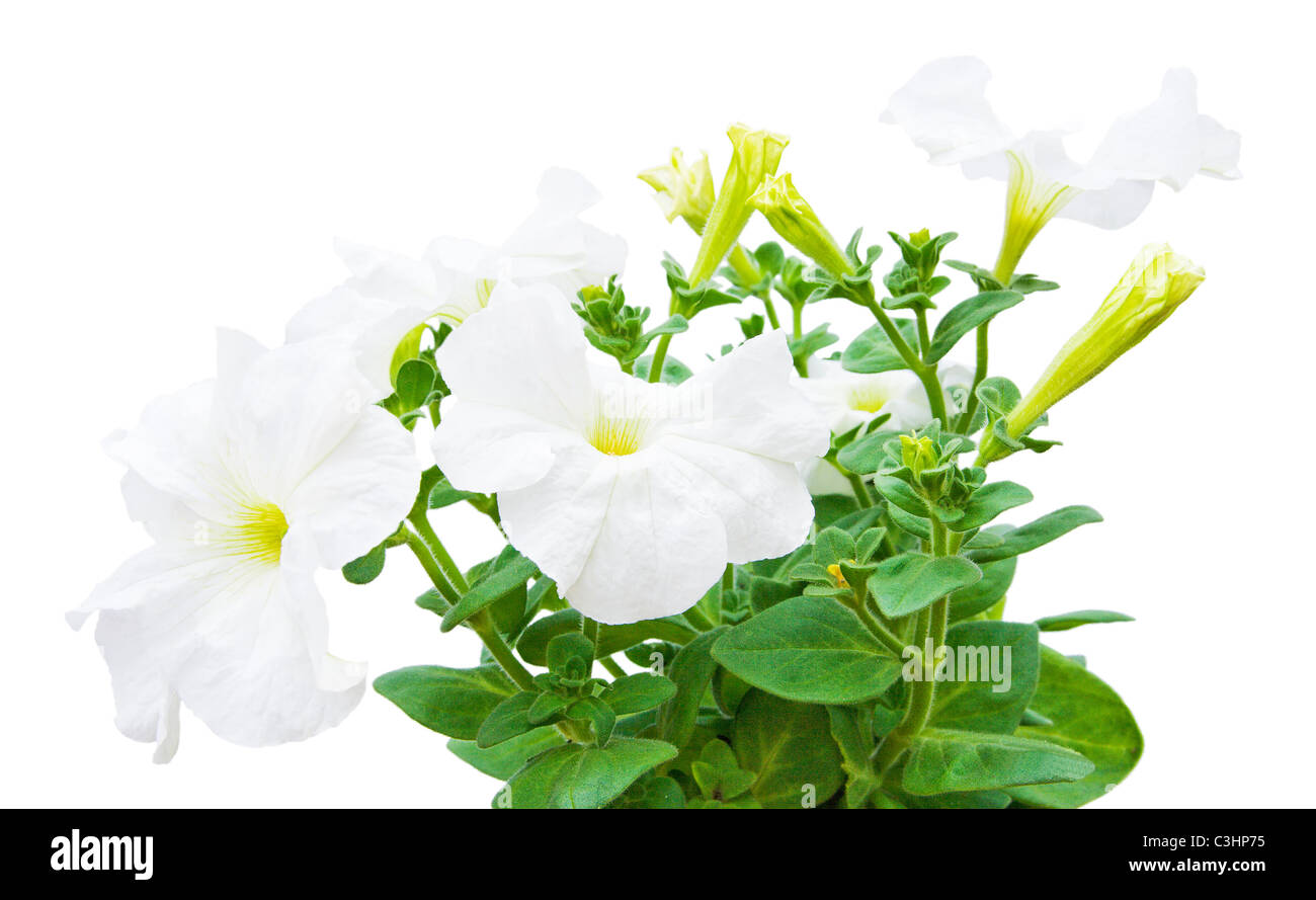 Impianto di serra una petunia per la progettazione paesaggistica isolato su uno sfondo bianco Foto Stock