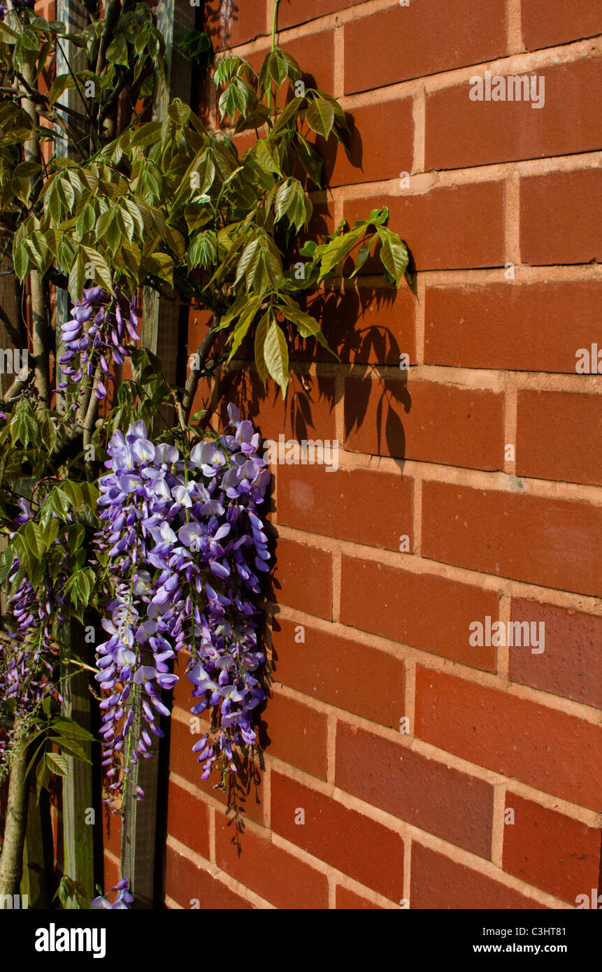 Wisteria sinensis crescente contro un muro di mattoni Foto Stock
